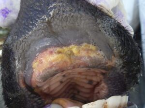 sintomas en boca por fiebre aftosa en rumiantes