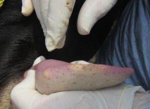 sintomas por fiebre aftosa en rumiantes