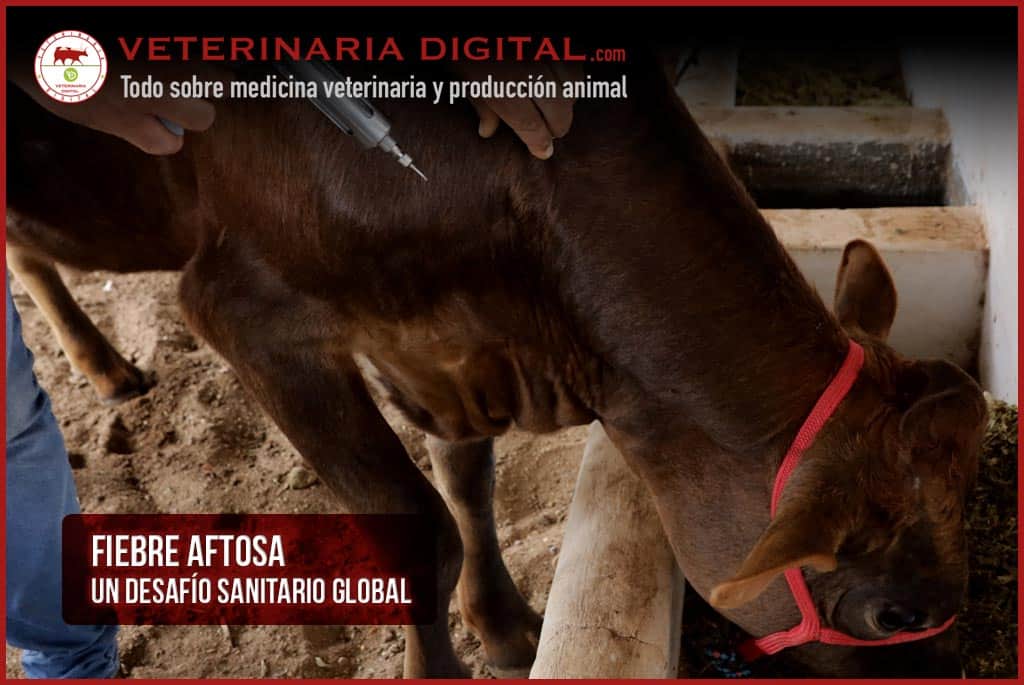 Fiebre Aftosa: Un Desafío Sanitario Global