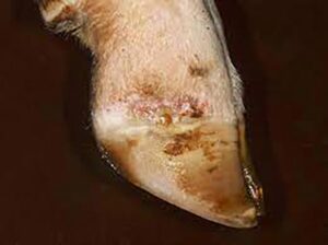 sintomas en pezuña por fiebre aftosa en rumiantes