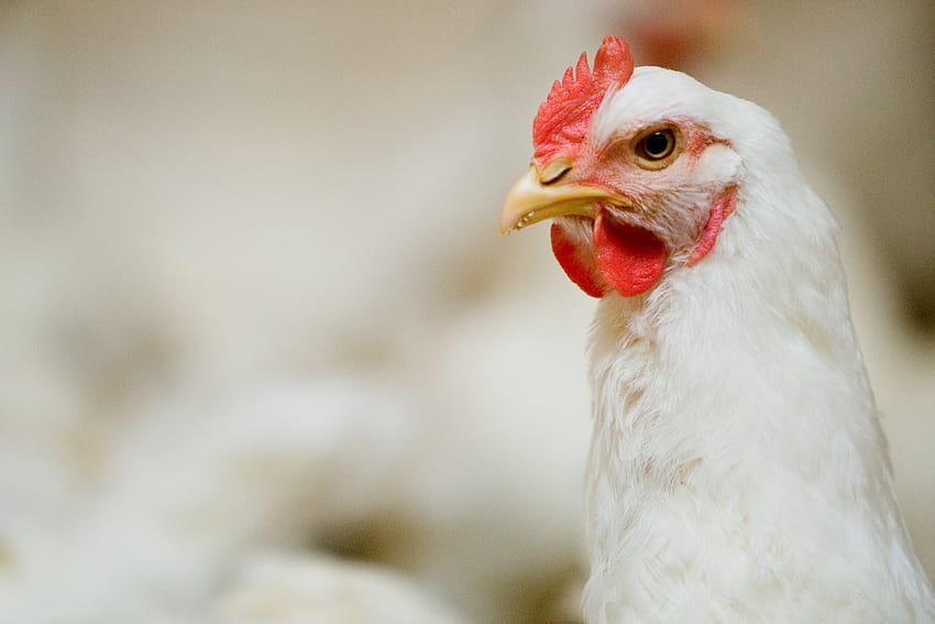 Poultry