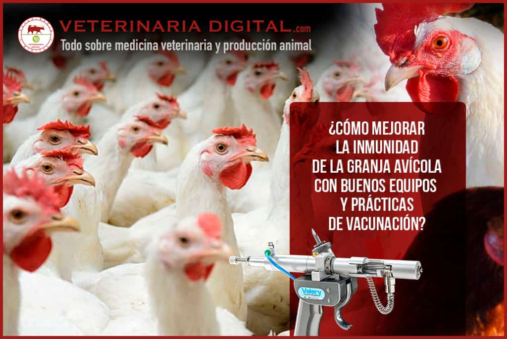 ¿Cómo mejorar la inmunidad de la granja avícola con buenos equipos y prácticas de vacunación?