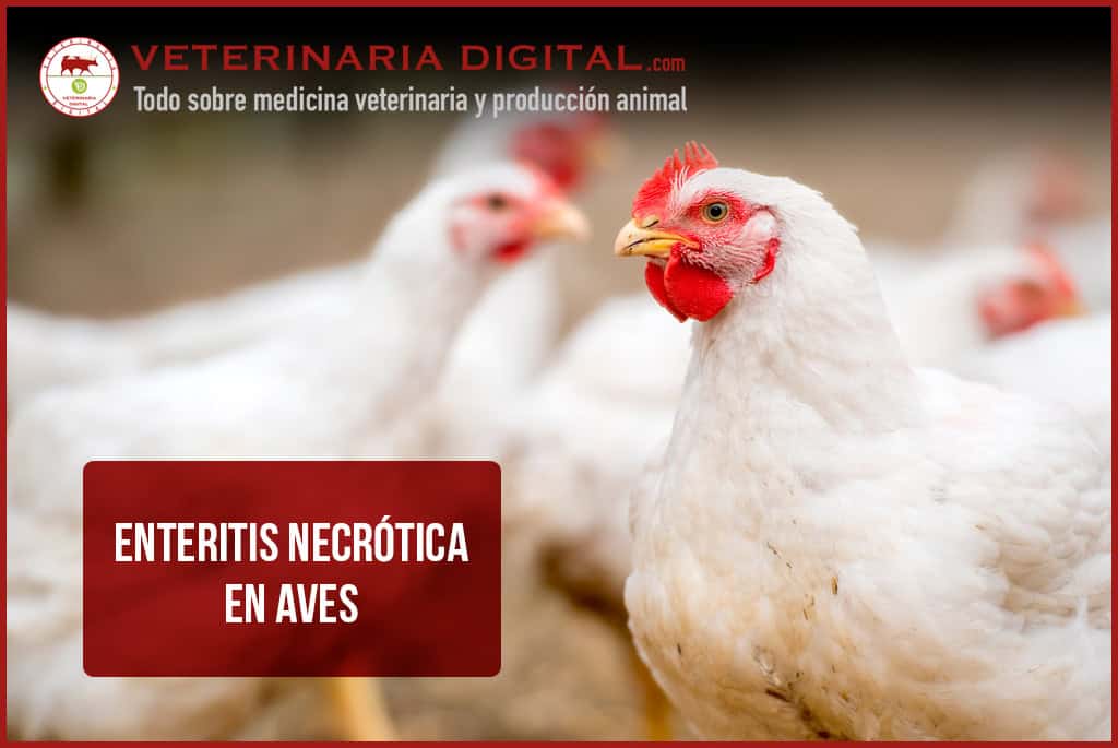 Enteritis necrótica en aves