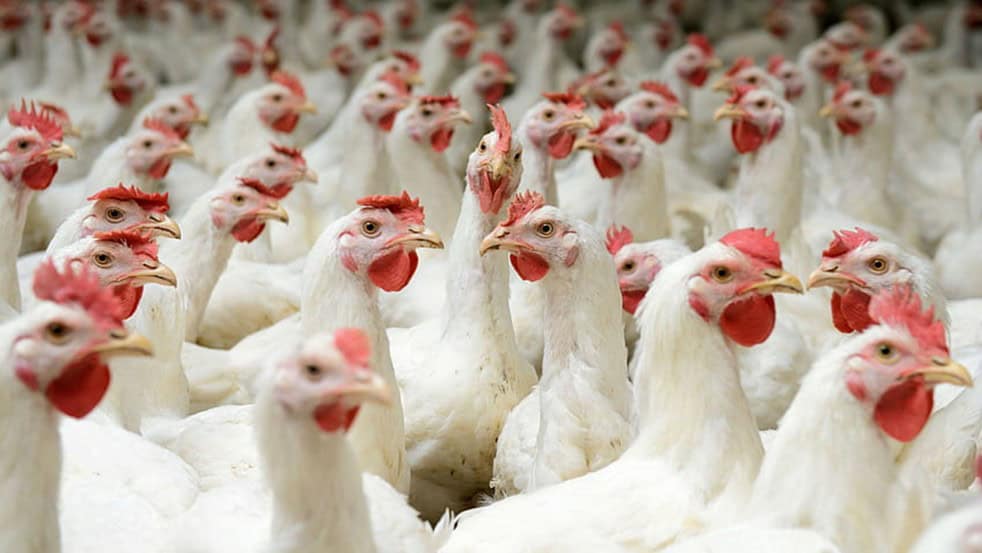 grupos de aves