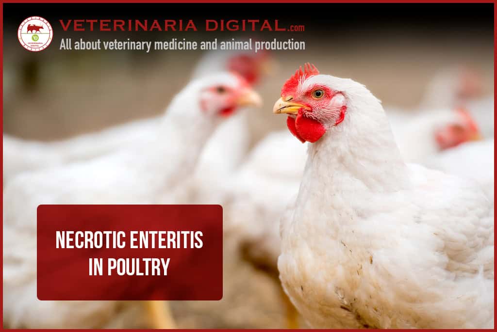 Necrotic enteritis in poultry