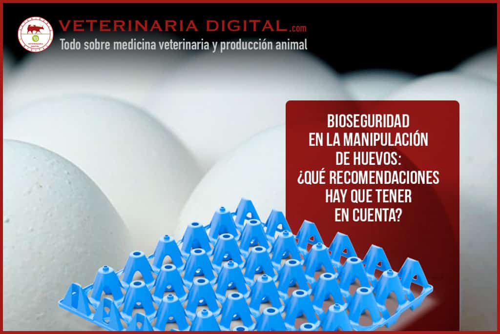 Bioseguridad en la manipulación de huevos: ¿Qué recomendaciones hay que tener en cuenta?