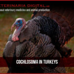 Cochlosoma in turkeys