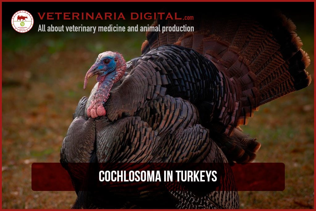 Cochlosoma in turkeys
