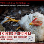 Enterococcus cecorum: Un desafío creciente en la producción de pollos de engorde
