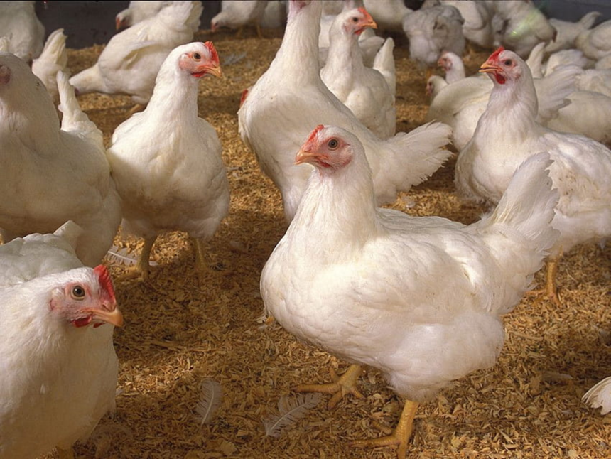 grupo de pollos de engorde