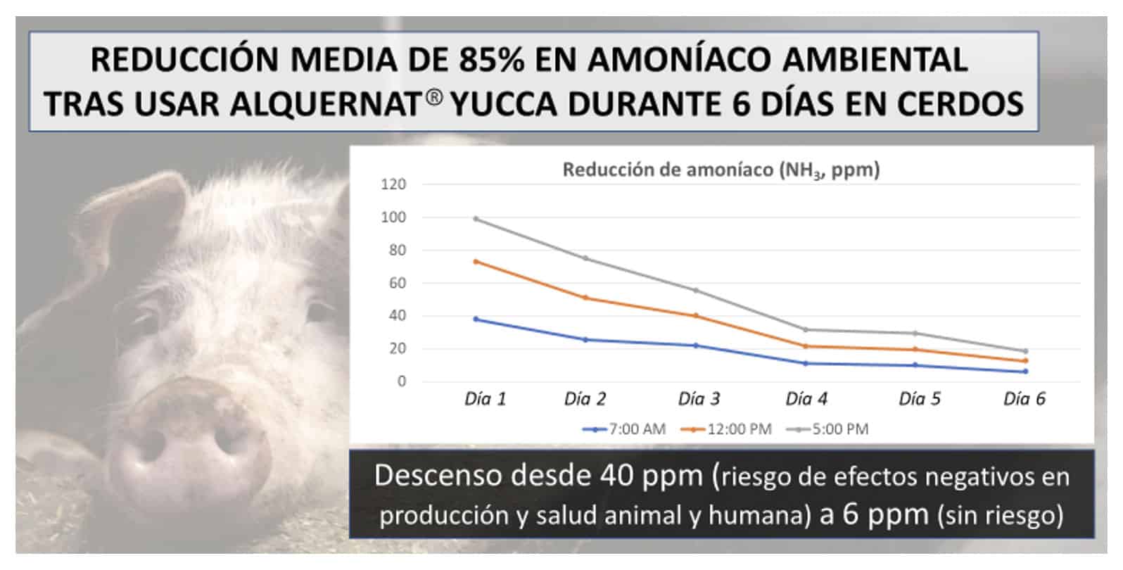 reducir hasta en un 85% la concentración de amoníaco