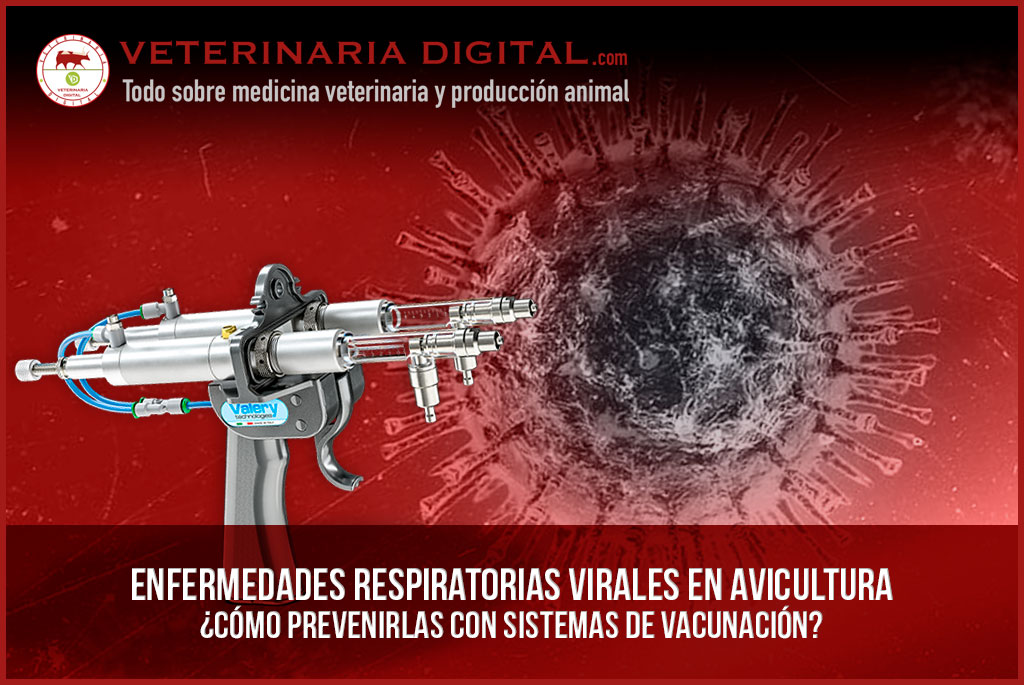 Enfermedades respiratorias virales en avicultura: ¿Cómo prevenirlas con sistemas de vacunación?