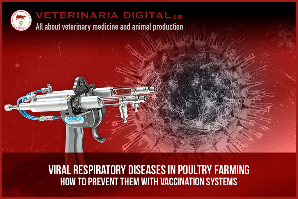 Viral respiratory diseases in poultry farming: How to prevent them with vaccination systems