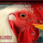 LA VIRUELA AVIAR