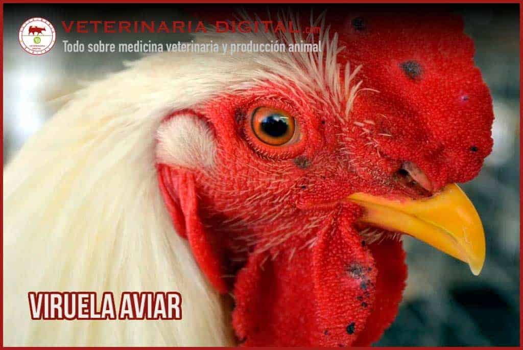 VIRUELA AVIAR